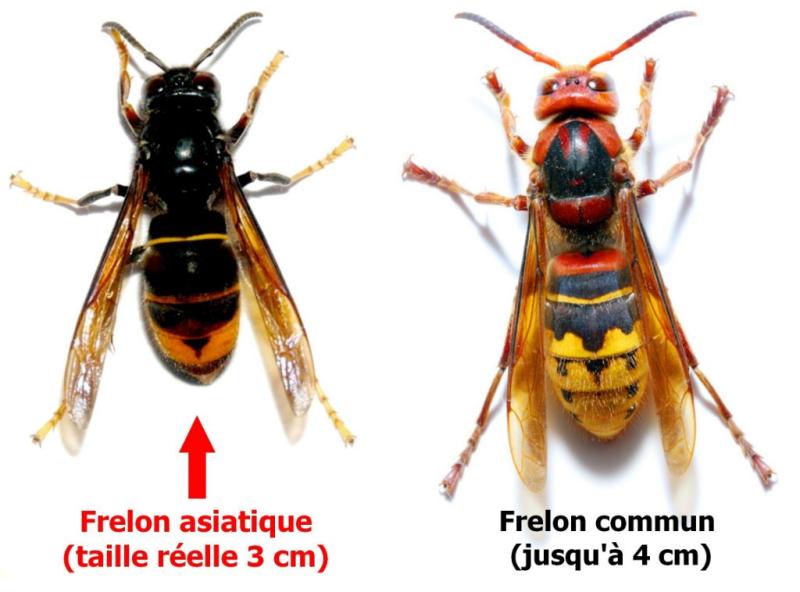 Image de frelons